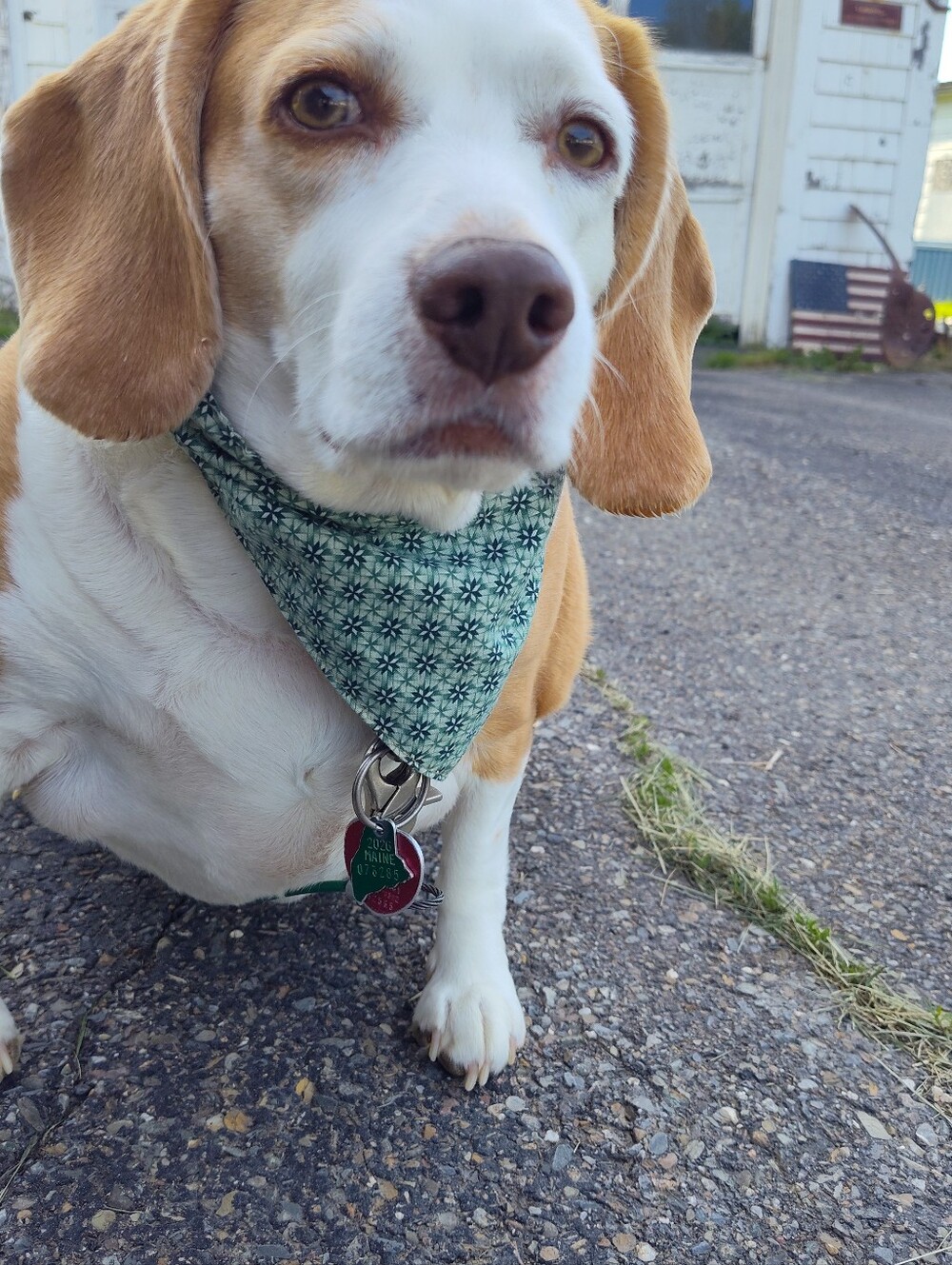 Dog Bandana. Handsewn With Elastic To Fit Over Dog's Head. Custom Colors - Picture 3 of 8